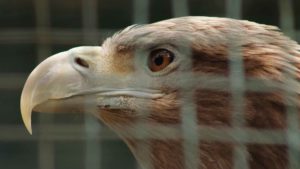 Propositions concernant les animaux sauvages détenus en captivité