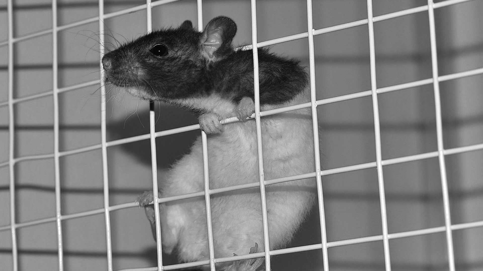 Lire la suite à propos de l’article Expérimentation animale. Trop peu d’engagement